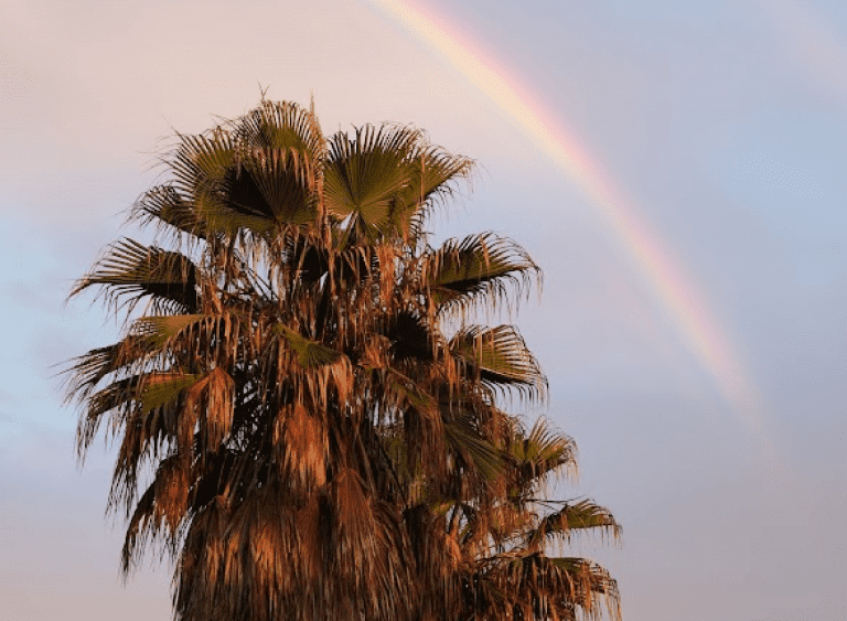 rainbow and palmtree